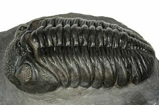 Detailed Pedinopariops Trilobite - Mrakib, Morocco #348135