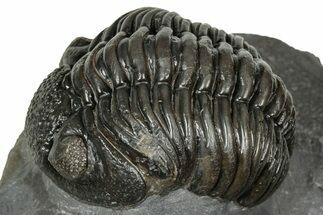 Detailed Pedinopariops Trilobite - Mrakib, Morocco #348139