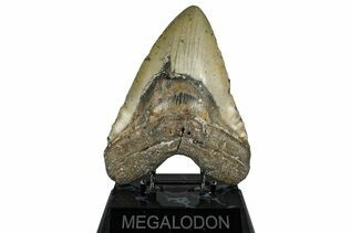Fossil Shark Teeth For Sale