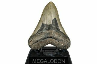 Fossil Megalodon Tooth - North Carolina #348157