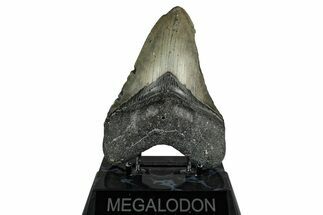Fossil Megalodon Tooth - North Carolina #348158
