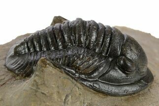 Proetid (Dalejeproetus) Trilobite - Atchana, Morocco #348131