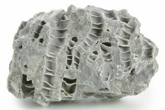 Silurian Dolostone w/ Sparkling Fossil Coral (Fletcheria) - Ohio #346067