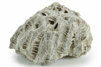 Silurian Dolostone w/ Sparkling Fossil Coral (Fletcheria) - Ohio #346074