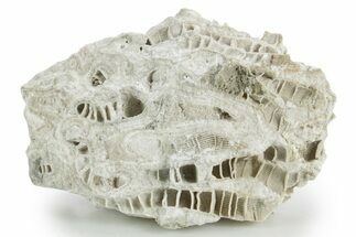 Silurian Dolostone w/ Sparkling Fossil Coral (Fletcheria) - Ohio #346078