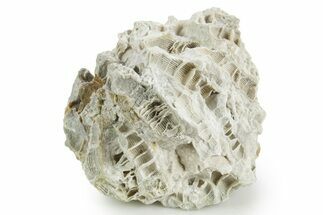 Silurian Dolostone w/ Sparkling Fossil Coral (Fletcheria) - Ohio #346084