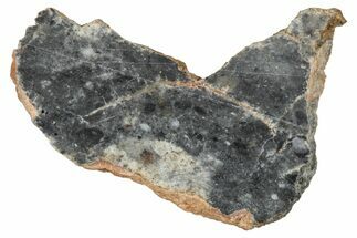 Lunar Meteorite ( g) Slice - Bechar #348224