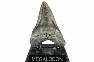 Bargain, Fossil Megalodon Tooth - North Carolina #348256