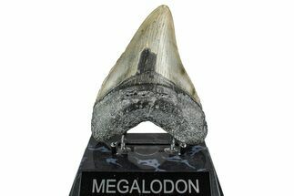 Serrated, Fossil Megalodon Tooth - North Carolina #348284