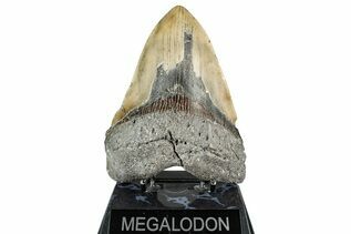 Fossil Shark Teeth For Sale
