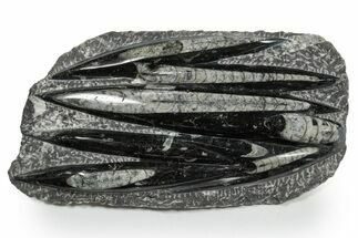 Polished Fossil Orthoceras (Cephalopod) Plate - Morocco #348388