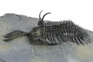 Short Trident Walliserops Trilobite - Timrzit, Morocco #348372