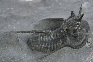 カナダ産 三葉虫 Greenops widderensis 1.1