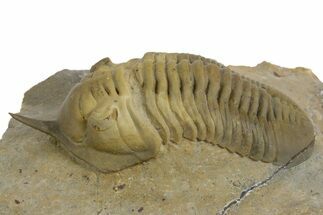 Morocconites Trilobite Fossil - Multi-Toned Shell Coloration #348375