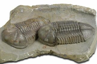 Two Nice Struveaspis Trilobites - Jorf, Morocco #348379