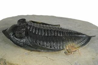 Fossil Zlichovaspis Trilobite - Top Quality Specimen #348382