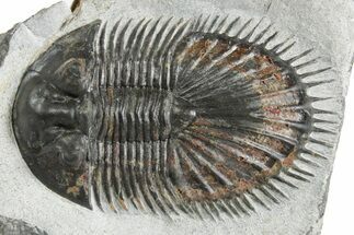 Thysanopeltis Trilobite - Boudib, Morocco #348409