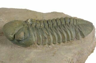 Detailed Reedops Trilobite - Lghaft, Morocco #348413