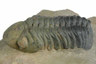 Detailed Reedops Trilobite - Orange Eye Facets #348415