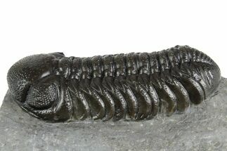 Beautiful Austerops Trilobite - Ofaten, Morocco #348434