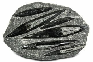Polished Fossil Orthoceras (Cephalopod) Plate - Morocco #348440