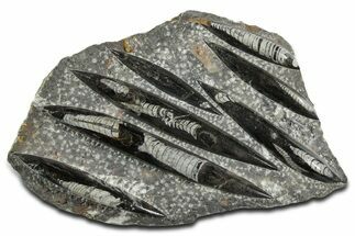 Polished Fossil Orthoceras (Cephalopod) Plate - Morocco #348441