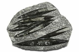 Polished Fossil Orthoceras (Cephalopod) Plate - Morocco #348442