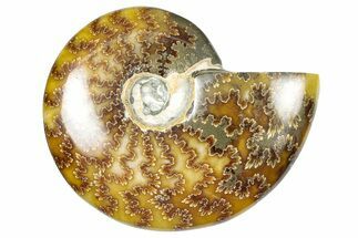 Polished Ammonite (Cleoniceras) Fossil - Madagascar #348478