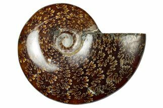 Polished Ammonite (Cleoniceras) Fossil - Madagascar #348480