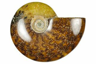 Polished Ammonite (Cleoniceras) Fossil - Madagascar #348483