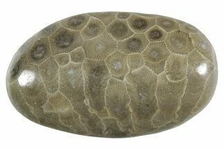 Polished Petoskey Stone (Fossil Coral) - Michigan #348578