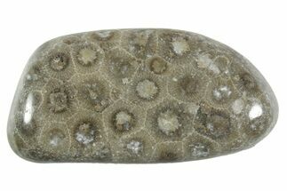 Polished Petoskey Stone (Fossil Coral) - Michigan #348579