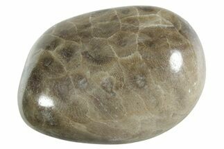 Polished Petoskey Stone (Fossil Coral) - Michigan #348581