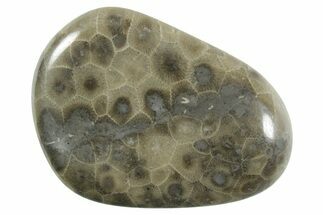 Polished Petoskey Stone (Fossil Coral) - Michigan #348586