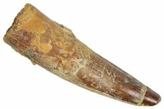 Fossil Spinosaurus Tooth - Real Dinosaur Tooth #348600