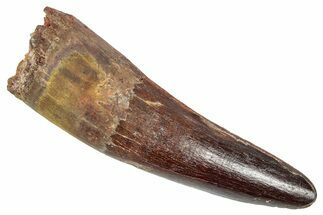 Fossil Spinosaurus Tooth - Feeding Worn Tip #348604