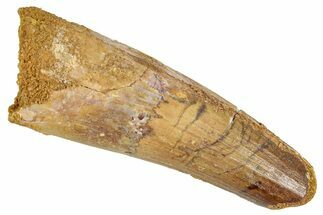 Fossil Spinosaurus Tooth - Feeding Worn Tip #348607
