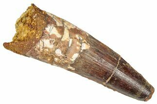 Fossil Spinosaurus Tooth - Real Dinosaur Tooth #348639