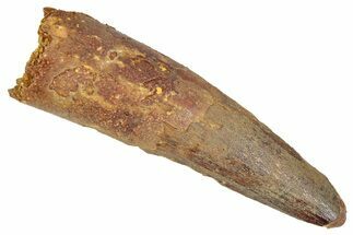 Fossil Spinosaurus Tooth - Feeding Worn Tip #348640