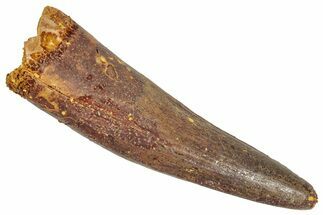 Fossil Spinosaurus Tooth - Real Dinosaur Tooth #348647
