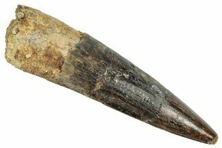 Fossil Spinosaurus Tooth - Real Dinosaur Tooth #348652