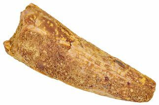 Bargain, Fossil Spinosaurus Tooth - Real Dinosaur Tooth #348655