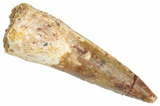 Fossil Spinosaurus Tooth - Real Dinosaur Tooth #348662