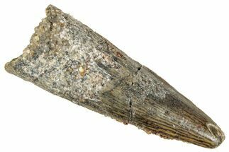 Juvenile Fossil Spinosaurus Tooth - Real Dinosaur Tooth #348673