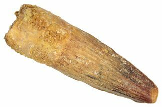 Juvenile Fossil Spinosaurus Tooth - Real Dinosaur Tooth #348676