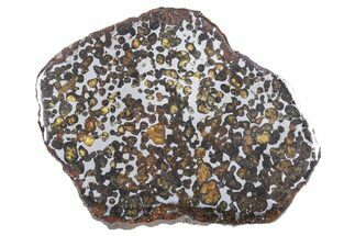 Polished Sericho Pallasite Meteorite ( g) Slice - Kenya #348850