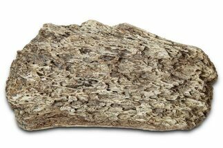 Dinosaur (Triceratops) Frill Shield Section - Montana #347984