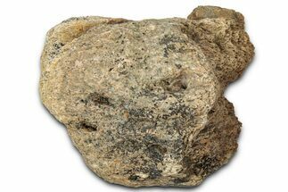 Dinosaur (Triceratops) Frill Shield Section - Montana #347987