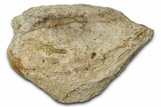 Dinosaur (Triceratops) Frill Shield Section - Montana #347993