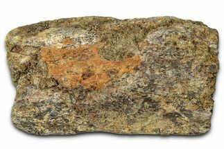 Dinosaur (Triceratops) Frill Shield Section - Montana #348009